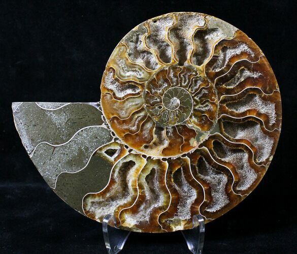 Cut Ammonite Fossil (Half) - Agatized #19353